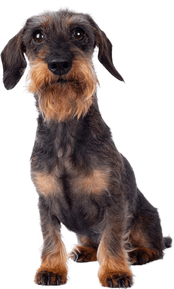 Small dog friendly hotsell apartments